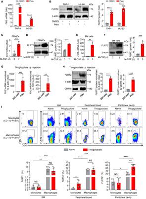 Frontiers Fibronectin Leucine Rich Transmembrane Protein Drives